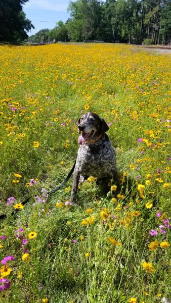 /Images/uploads/Southeast German Shorthaired Pointer Rescue/segspcalendarcontest2018/entries/8643thumb.jpg